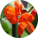 紫花豆