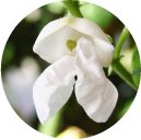 白花豆