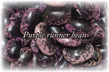 紫花豆